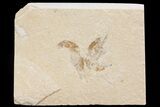 Two Cretaceous Fossil Shrimp - Lebanon #74547-1